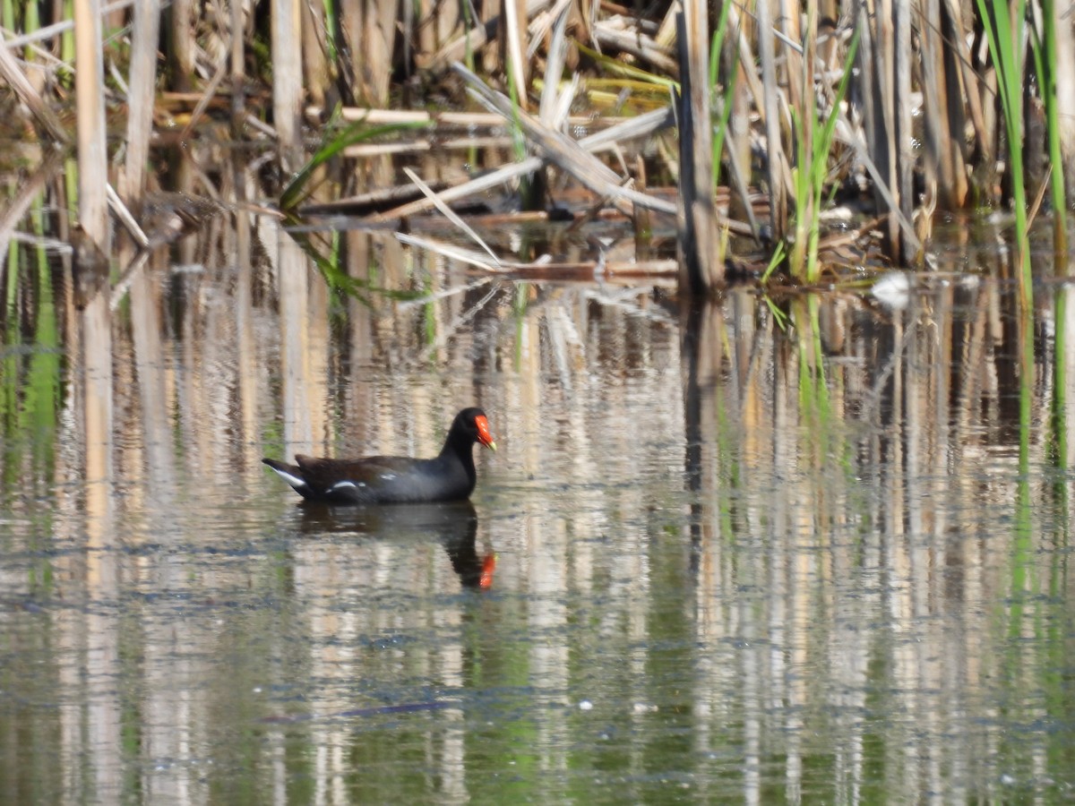 Common Gallinule - ML620549870