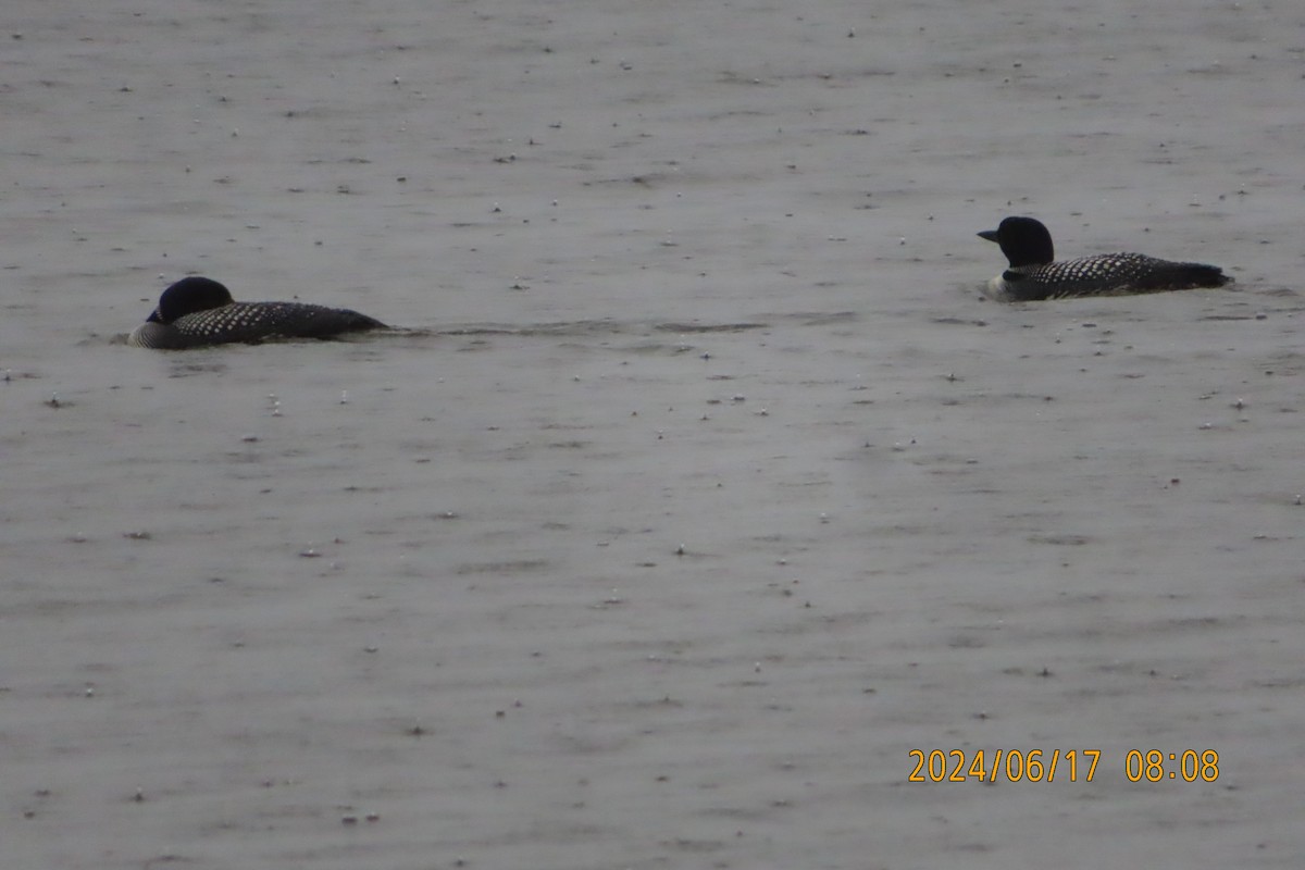 Common Loon - ML620549873