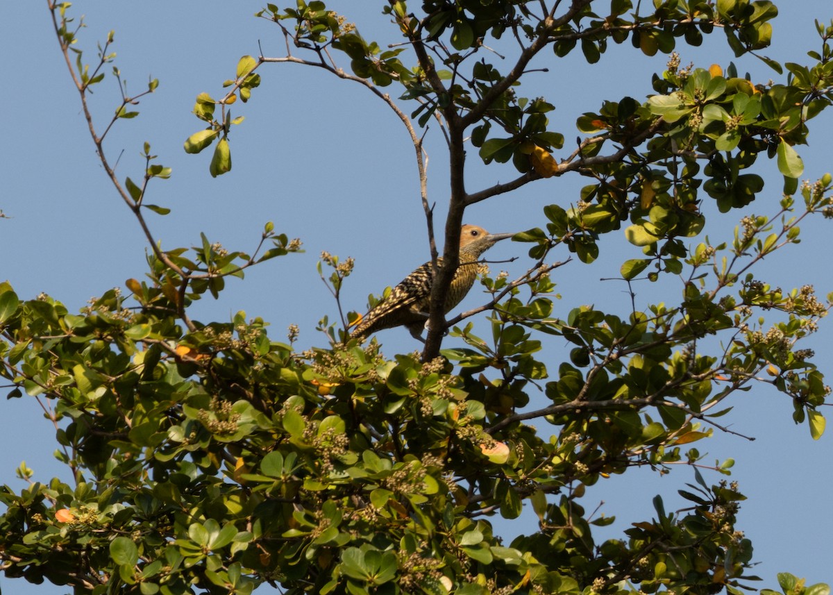 Fernandina's Flicker - ML620549874