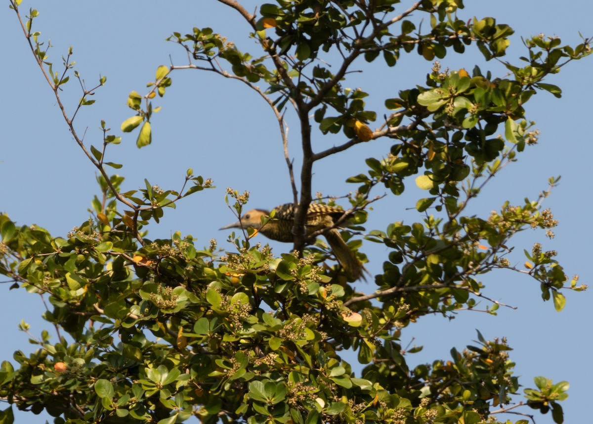 Fernandina's Flicker - ML620549879