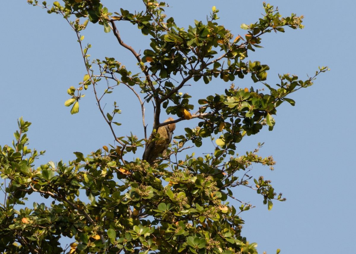 Fernandina's Flicker - ML620549881