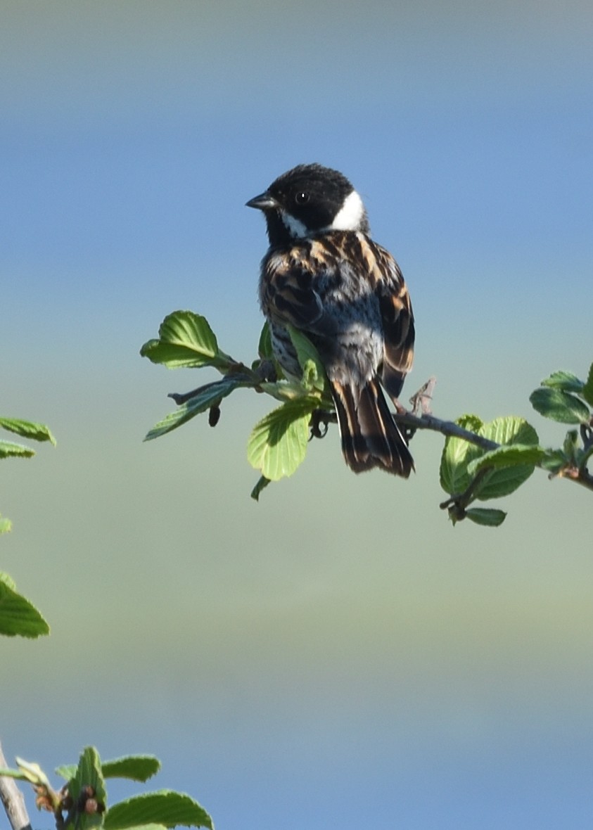 Reed Bunting - ML620549890