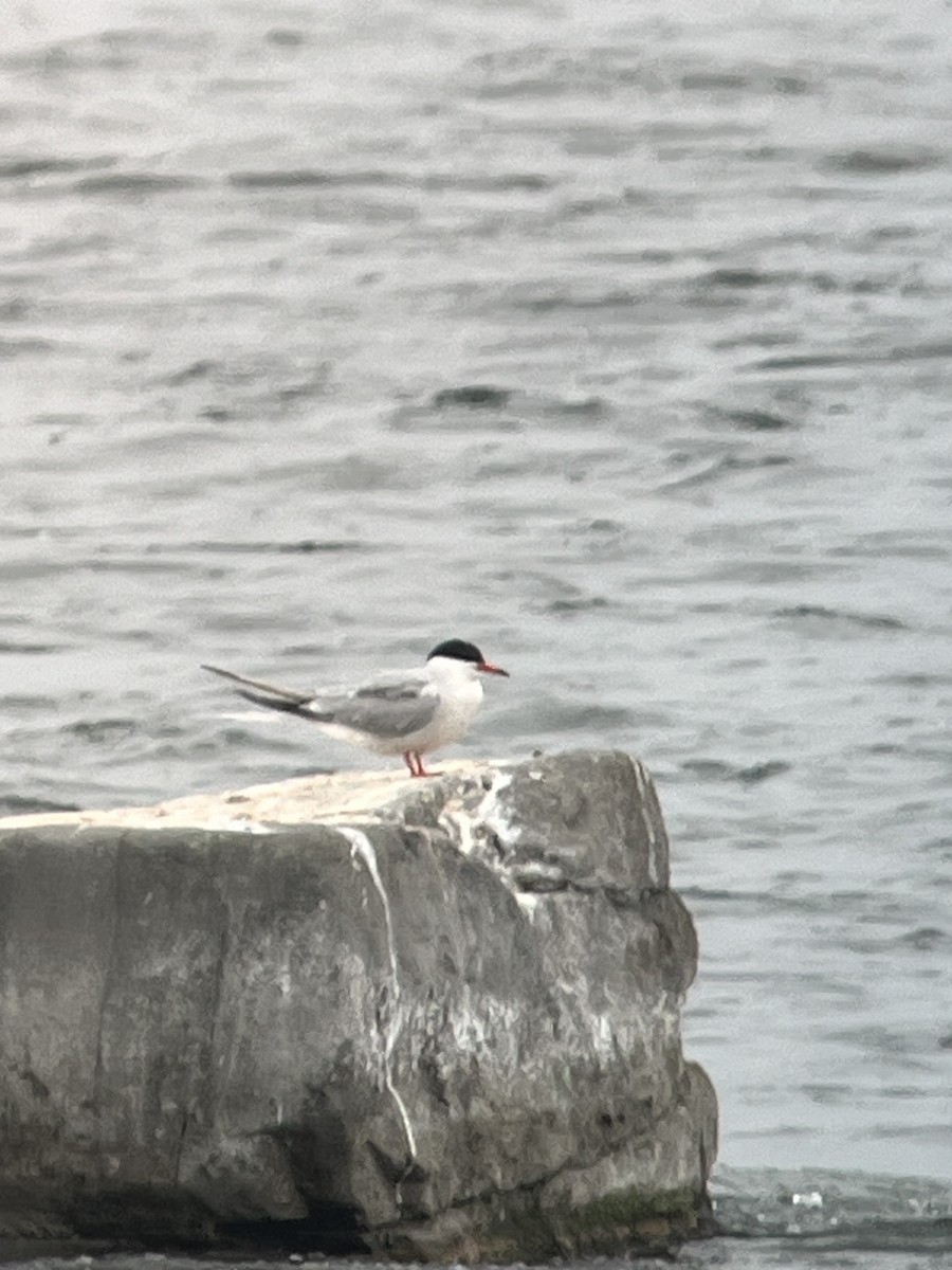 Common Tern - ML620549897