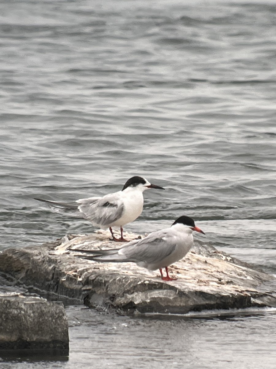 Common Tern - ML620549898