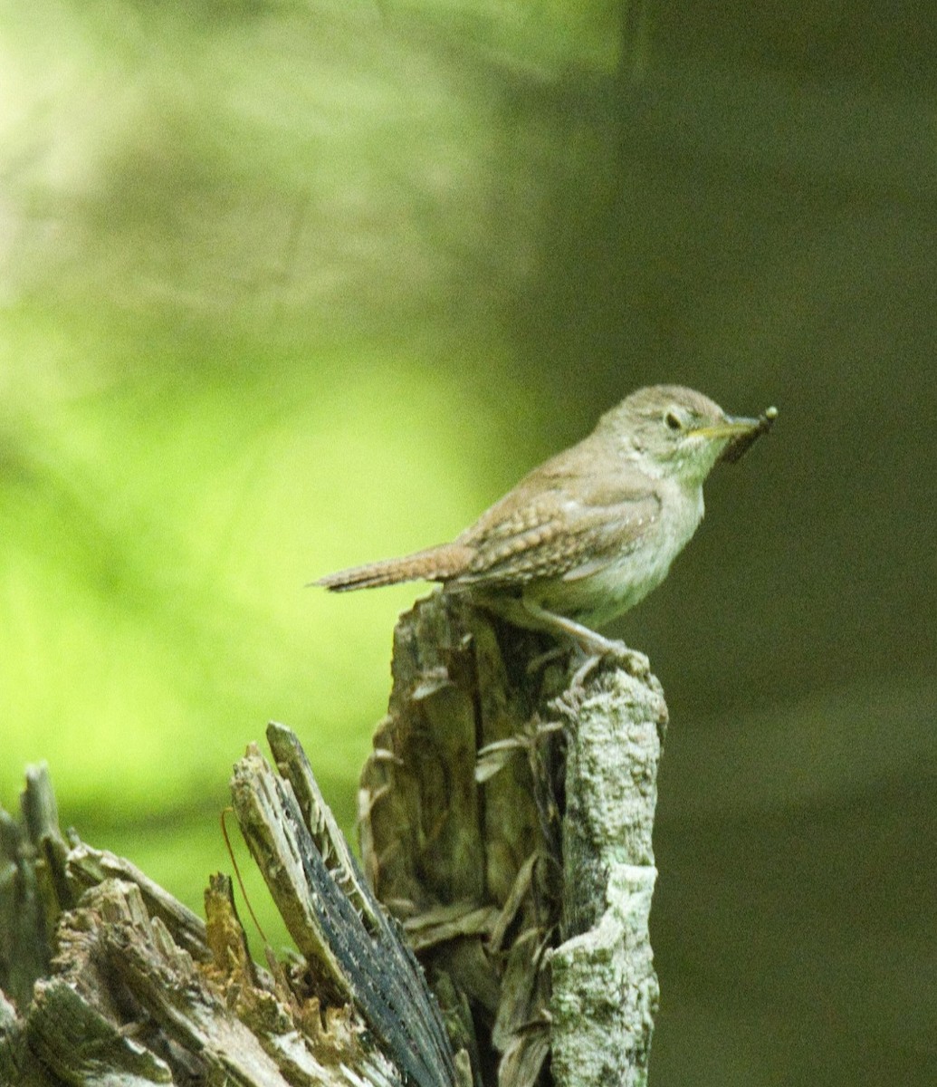 House Wren - ML620549900