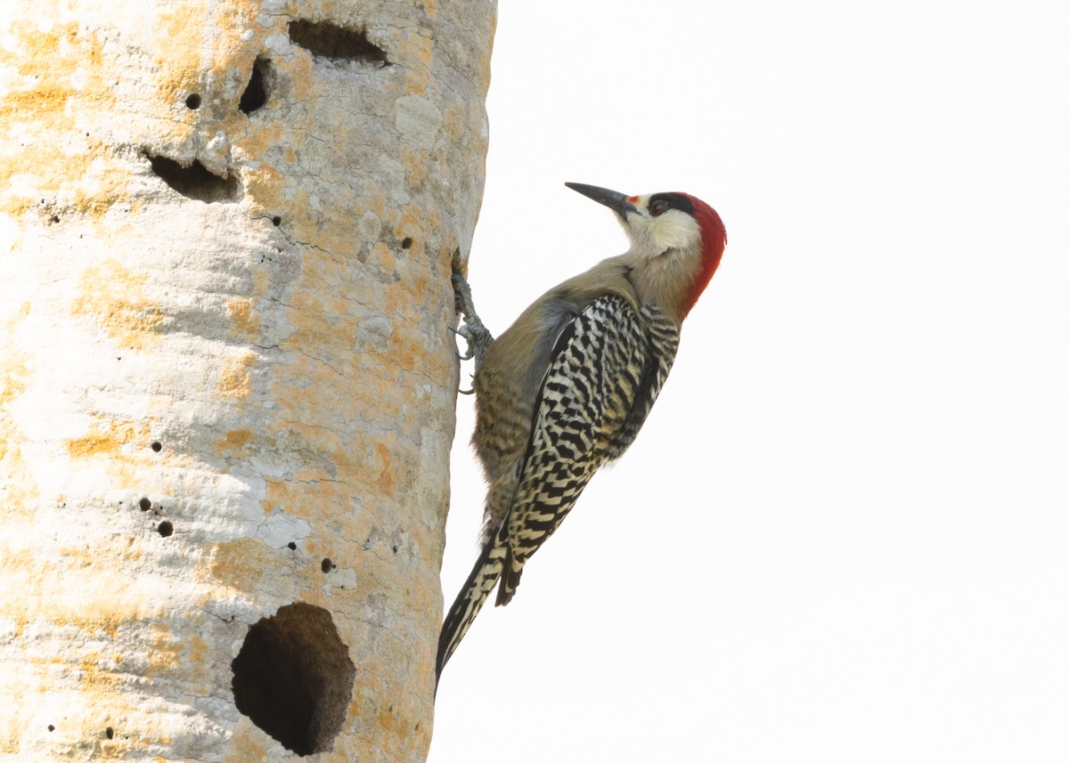 West Indian Woodpecker - ML620549903