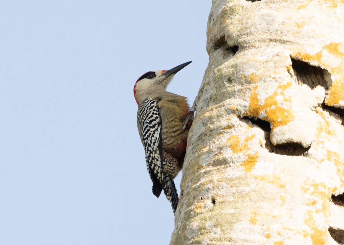 West Indian Woodpecker - ML620549905