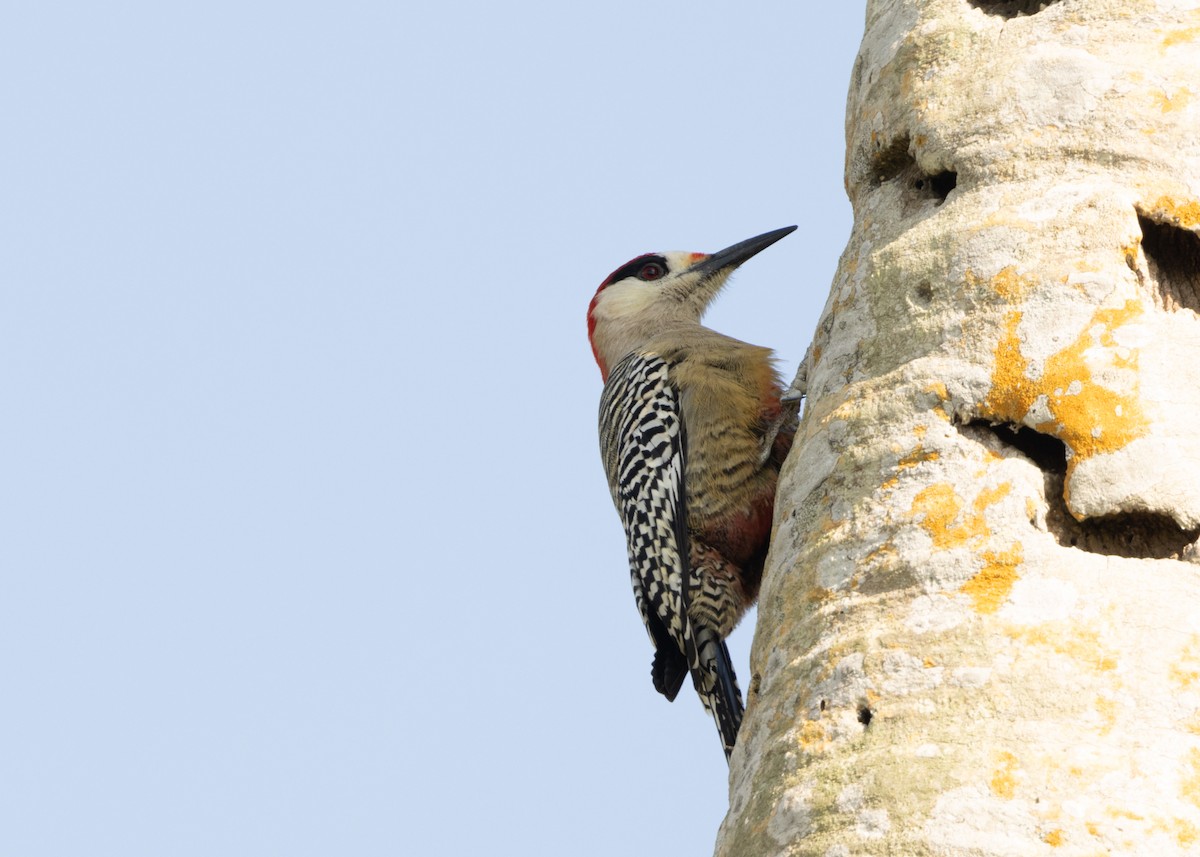 West Indian Woodpecker - ML620549906