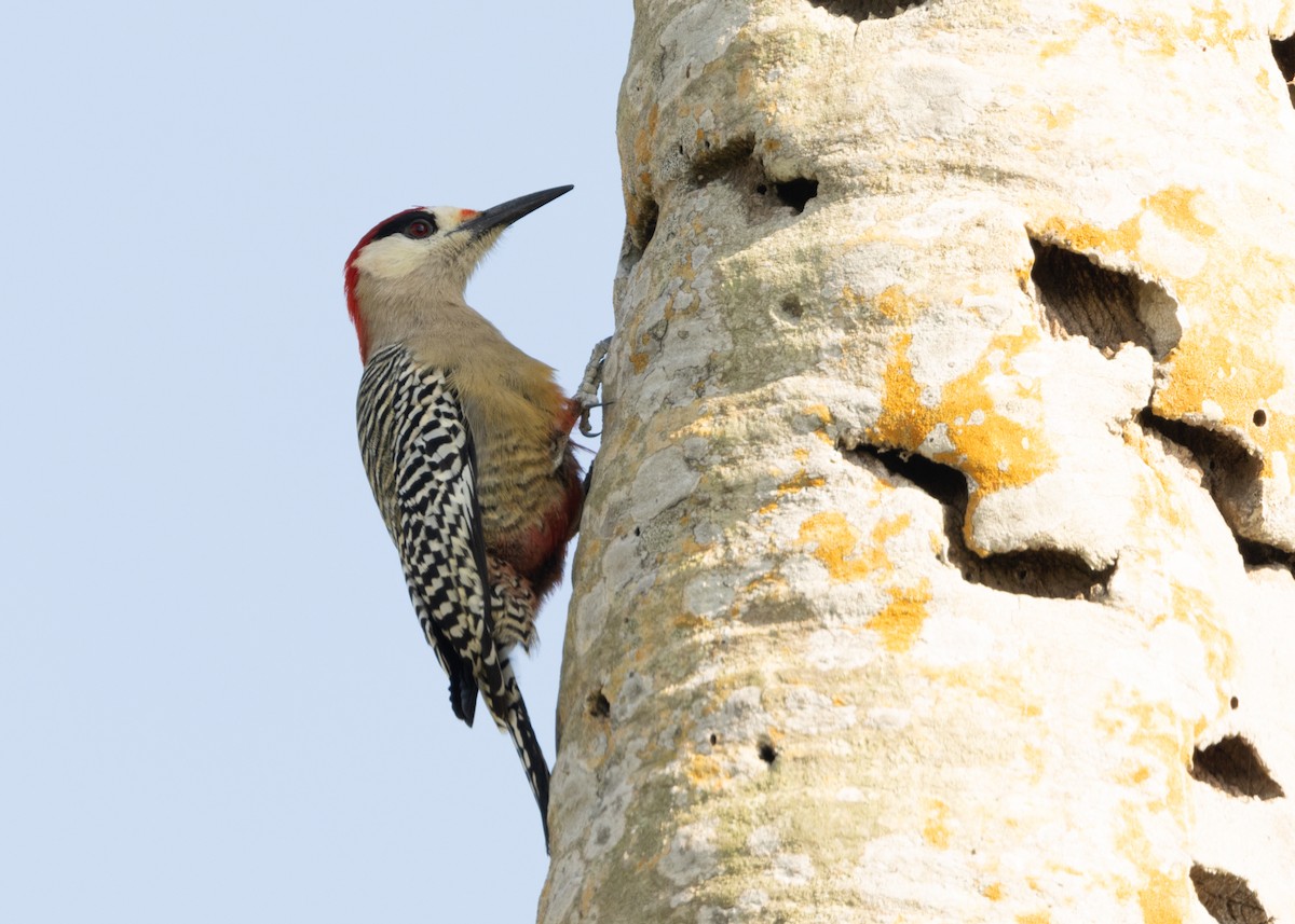 West Indian Woodpecker - ML620549908