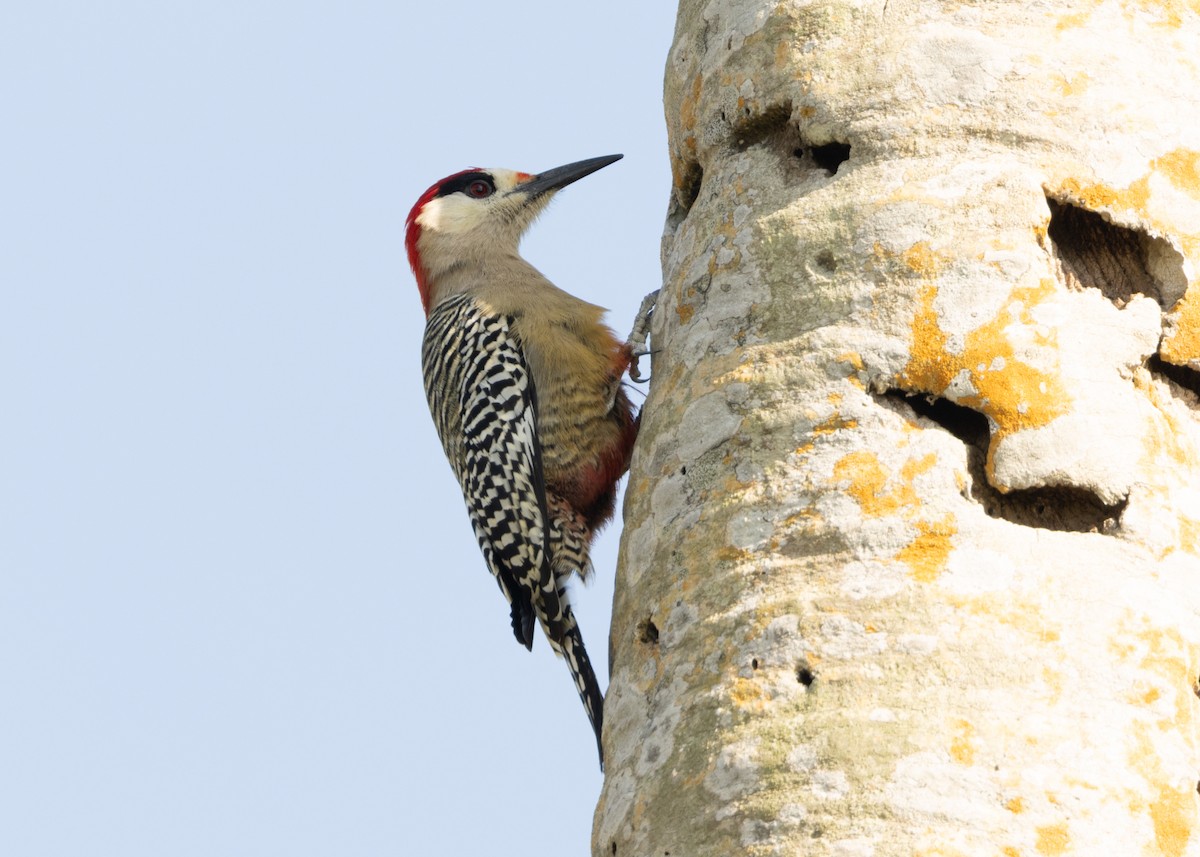 West Indian Woodpecker - ML620549909