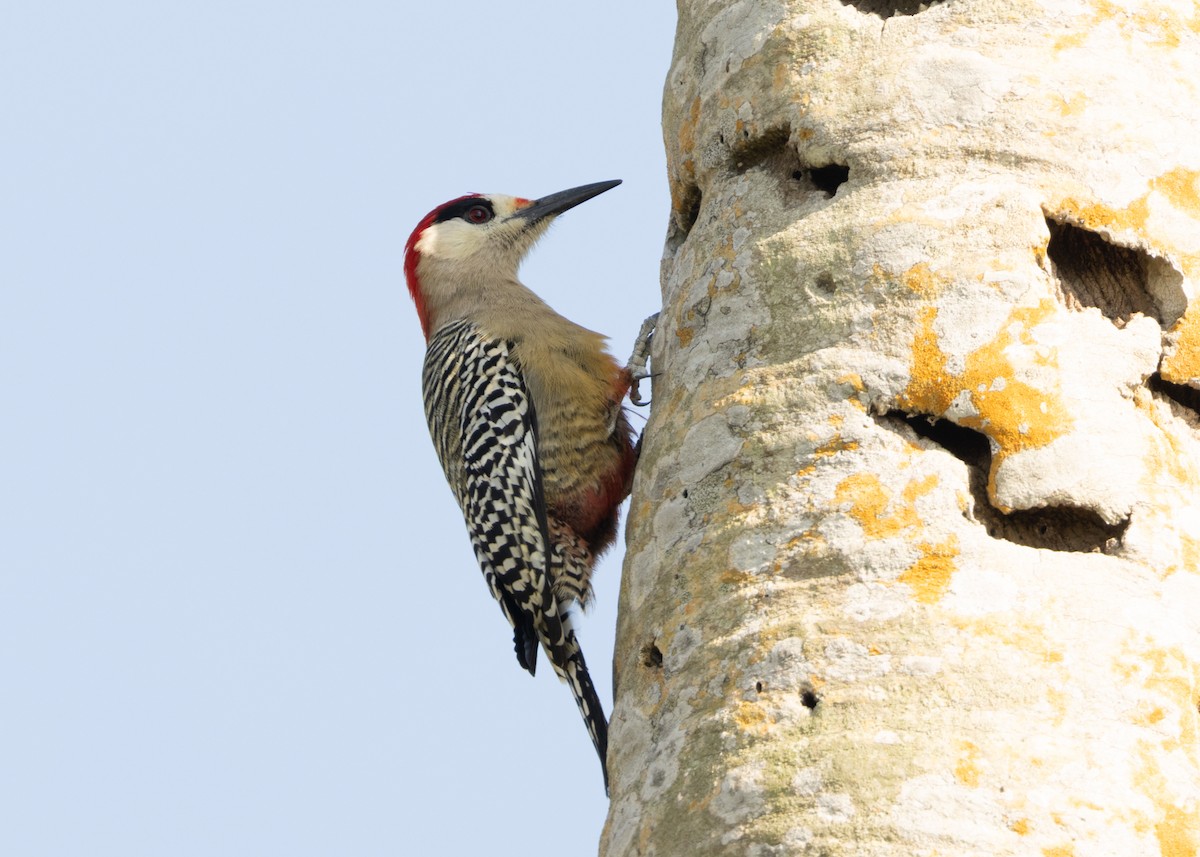 West Indian Woodpecker - ML620549910