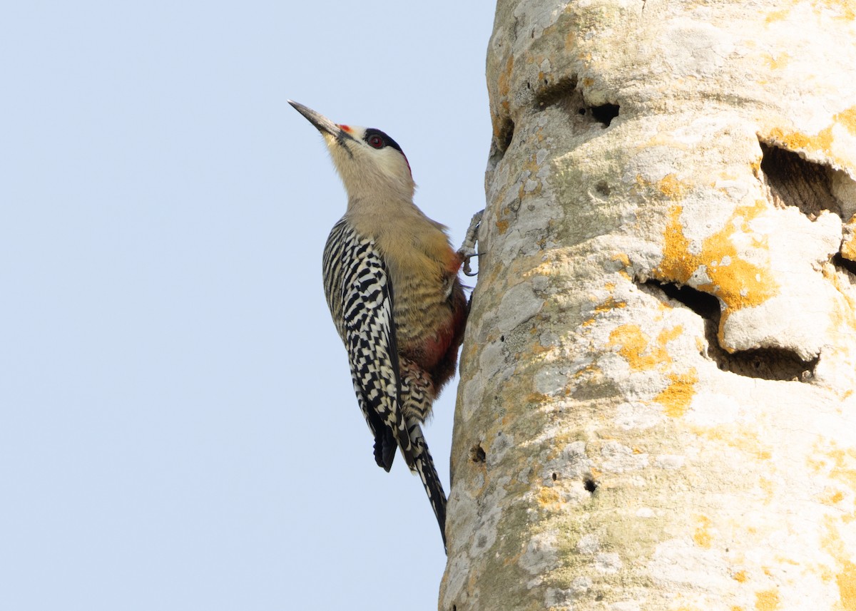 West Indian Woodpecker - ML620549911