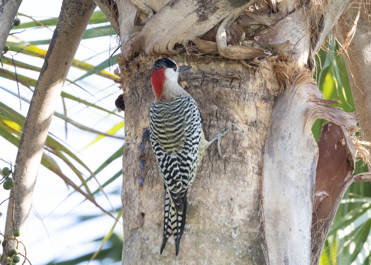 West Indian Woodpecker - ML620549912