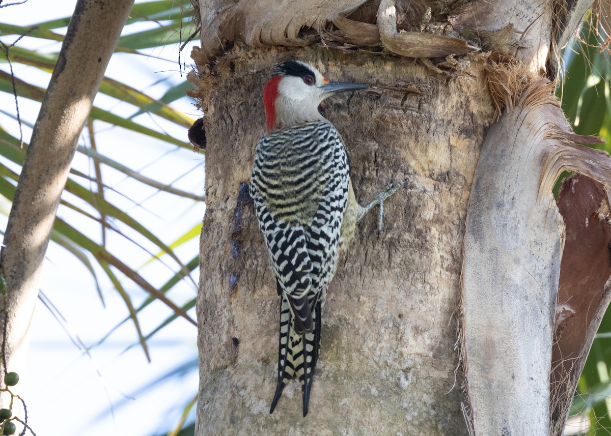 West Indian Woodpecker - ML620549913
