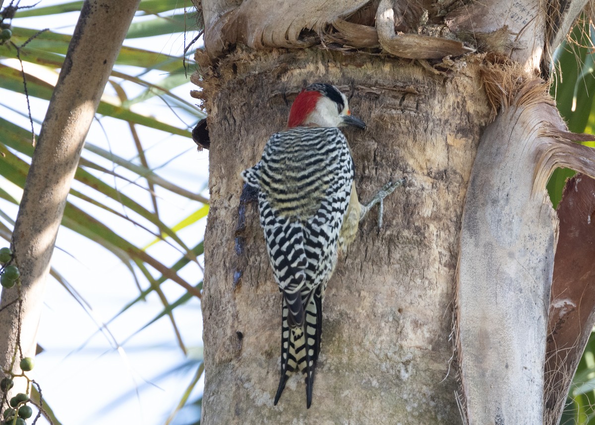 West Indian Woodpecker - ML620549914
