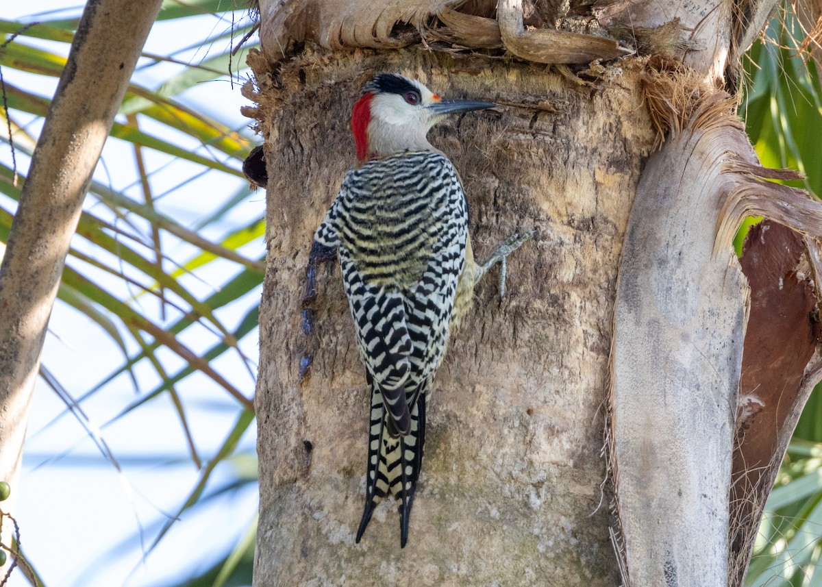 West Indian Woodpecker - ML620549915