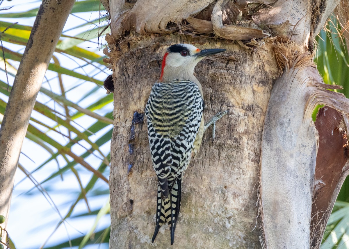 West Indian Woodpecker - ML620549918