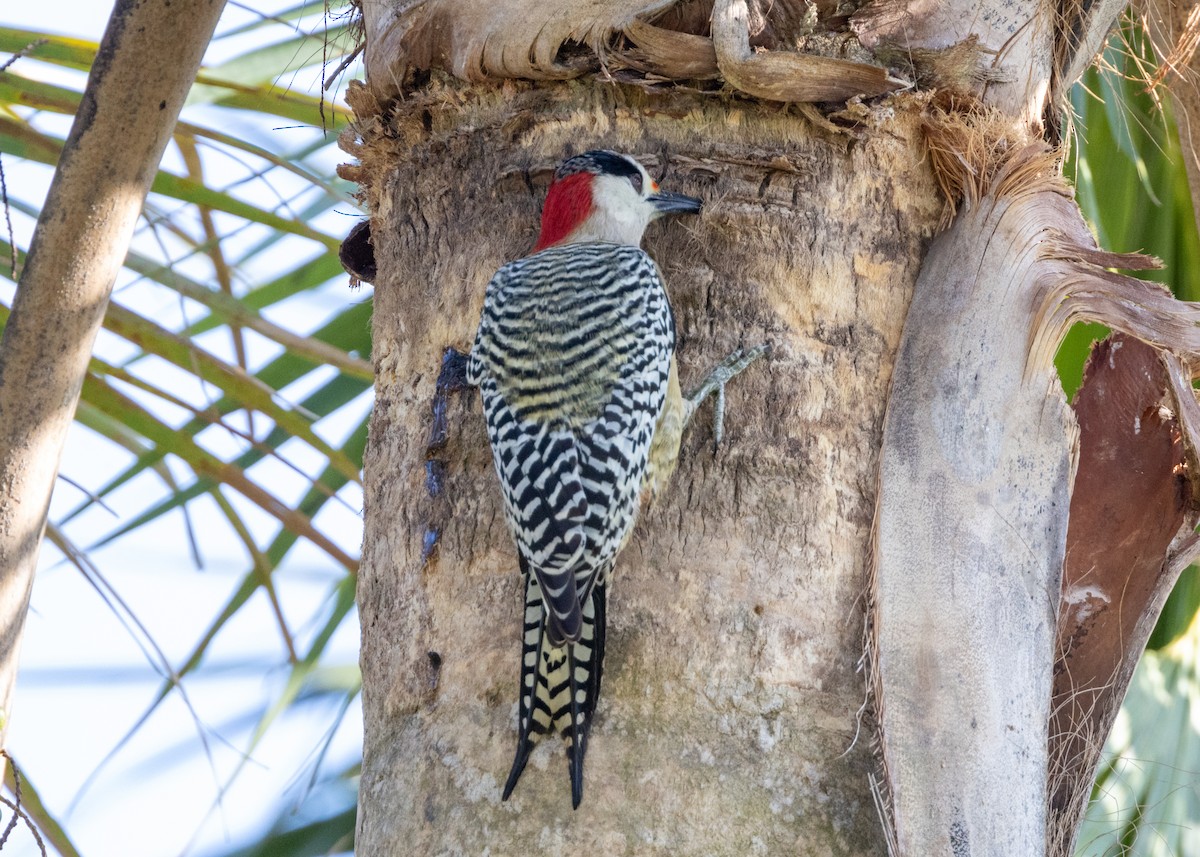 West Indian Woodpecker - ML620549921