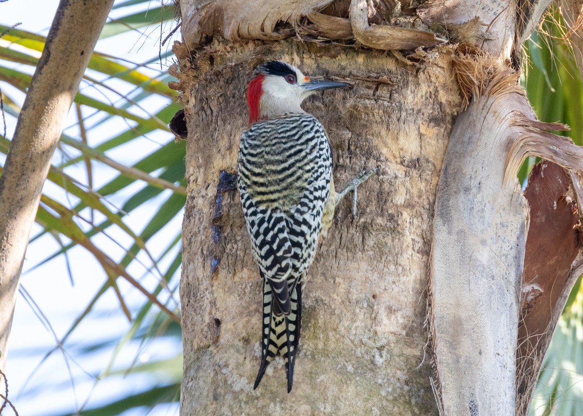 West Indian Woodpecker - Silvia Faustino Linhares