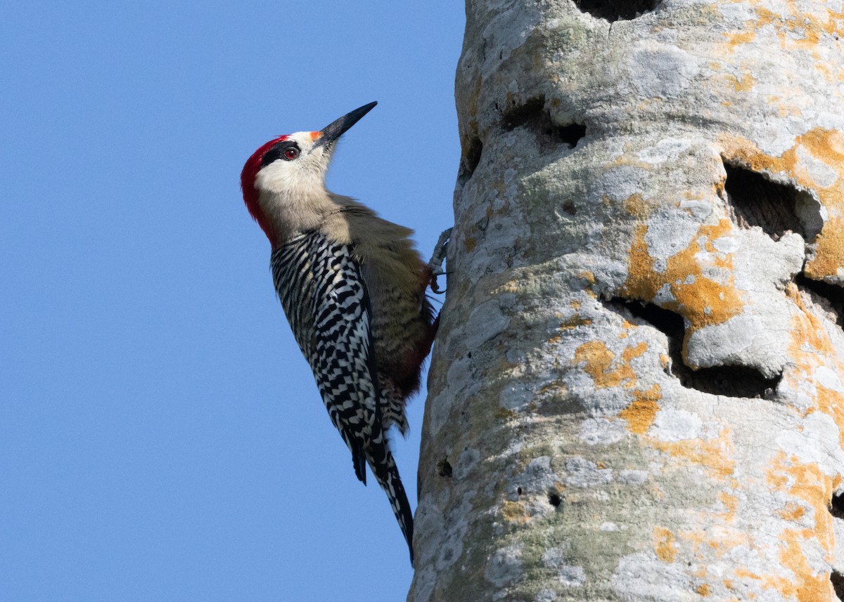 West Indian Woodpecker - ML620549923