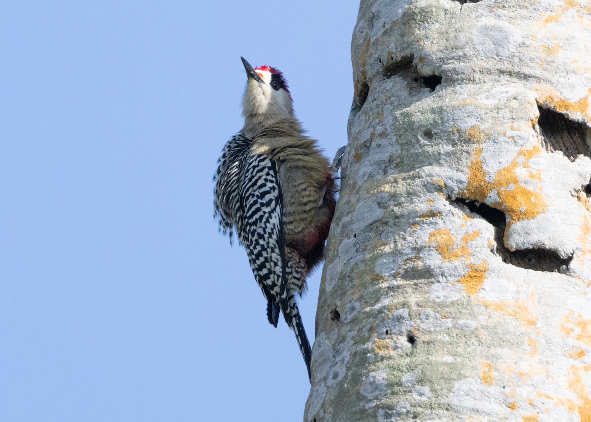 West Indian Woodpecker - ML620549924