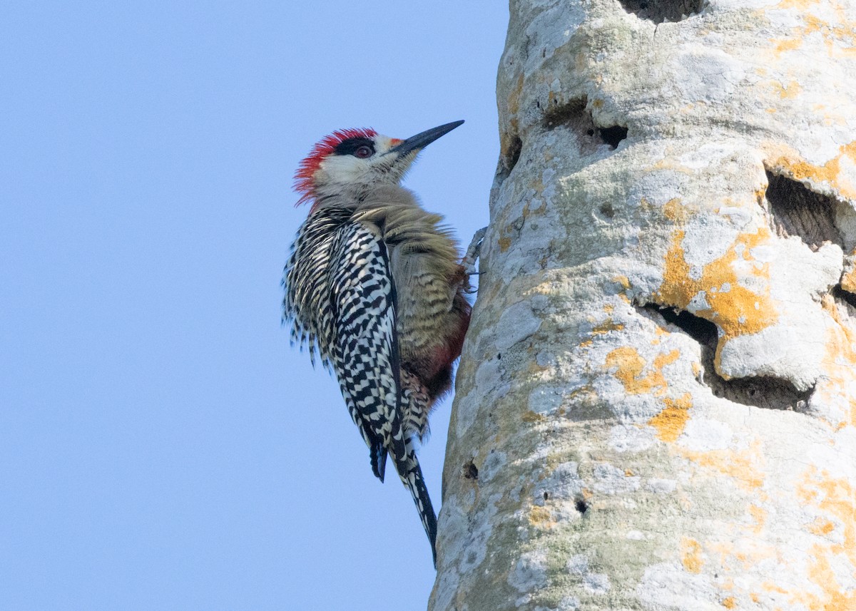 West Indian Woodpecker - ML620549925