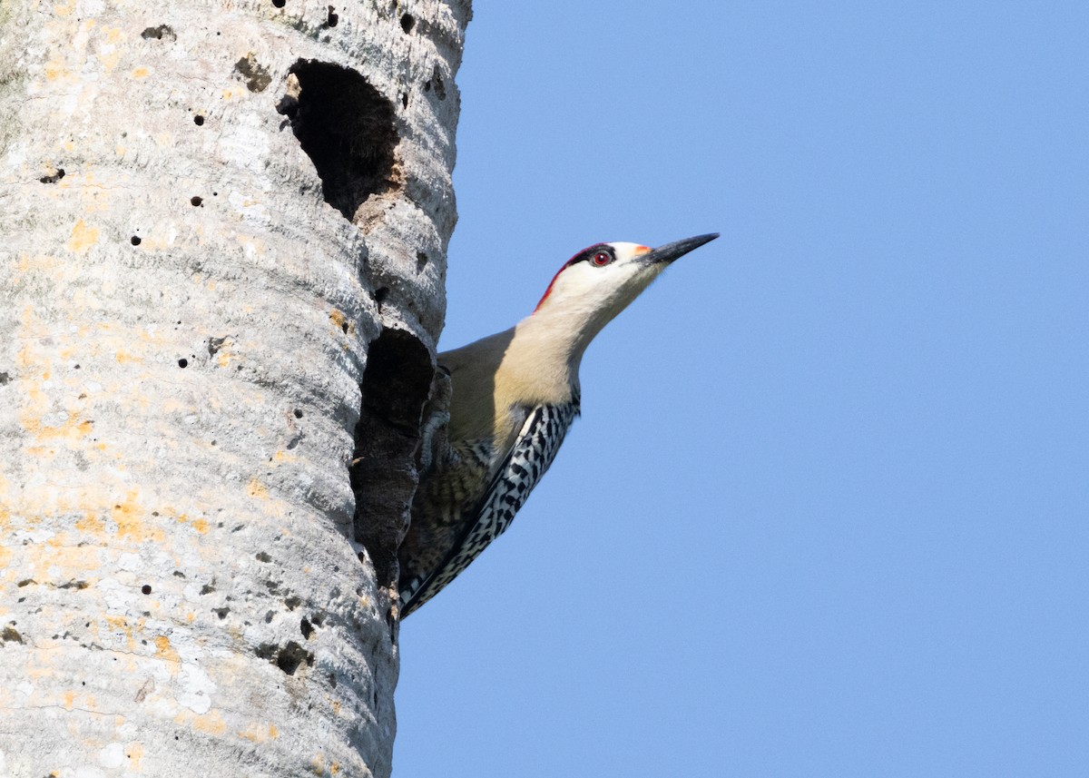 West Indian Woodpecker - ML620549926
