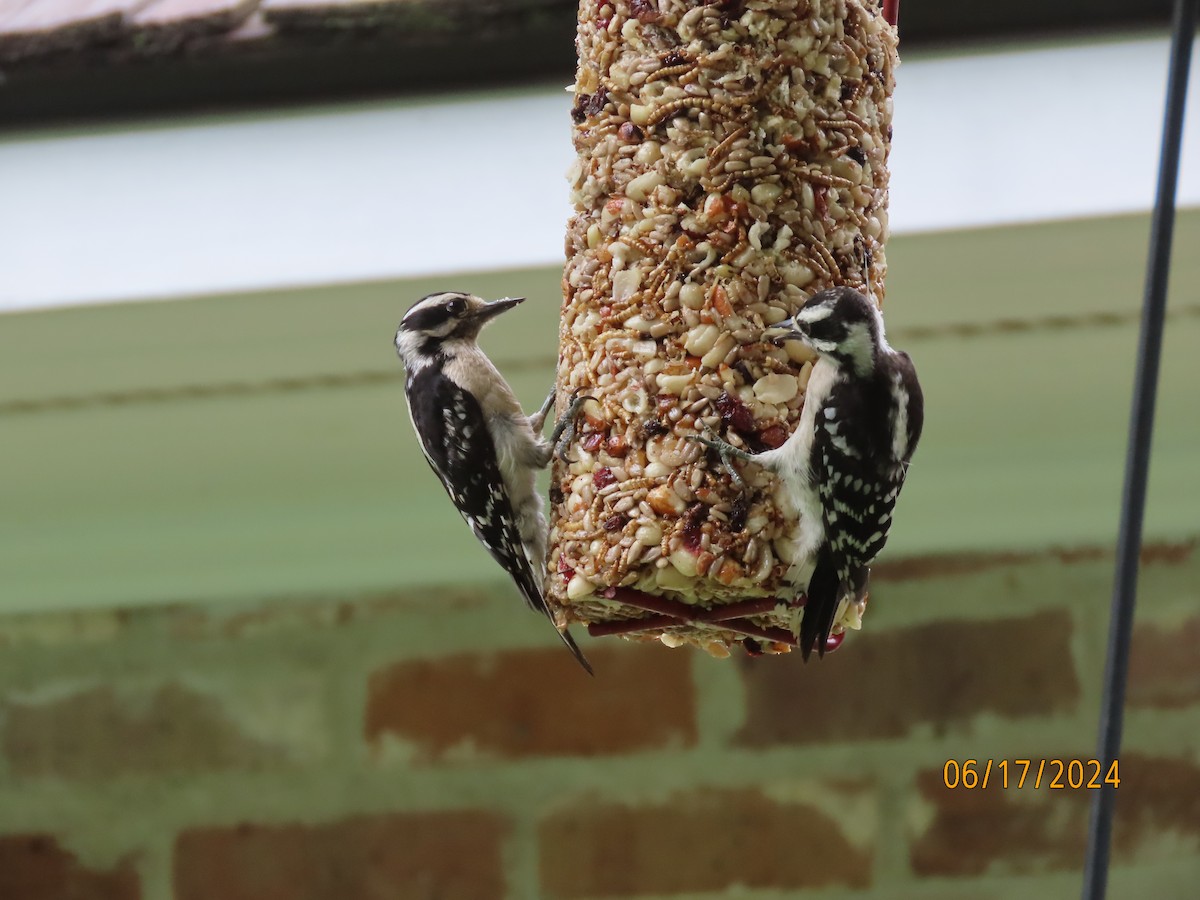 Downy Woodpecker - ML620549931