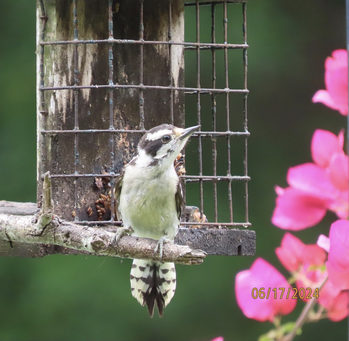 Downy Woodpecker - ML620549932