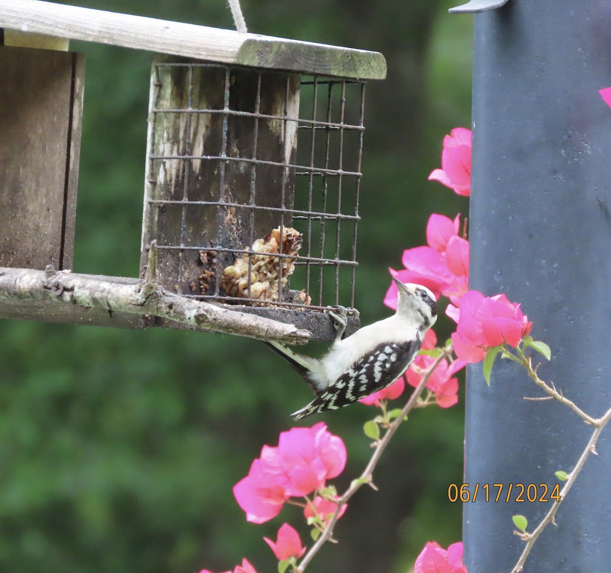 Downy Woodpecker - ML620549936