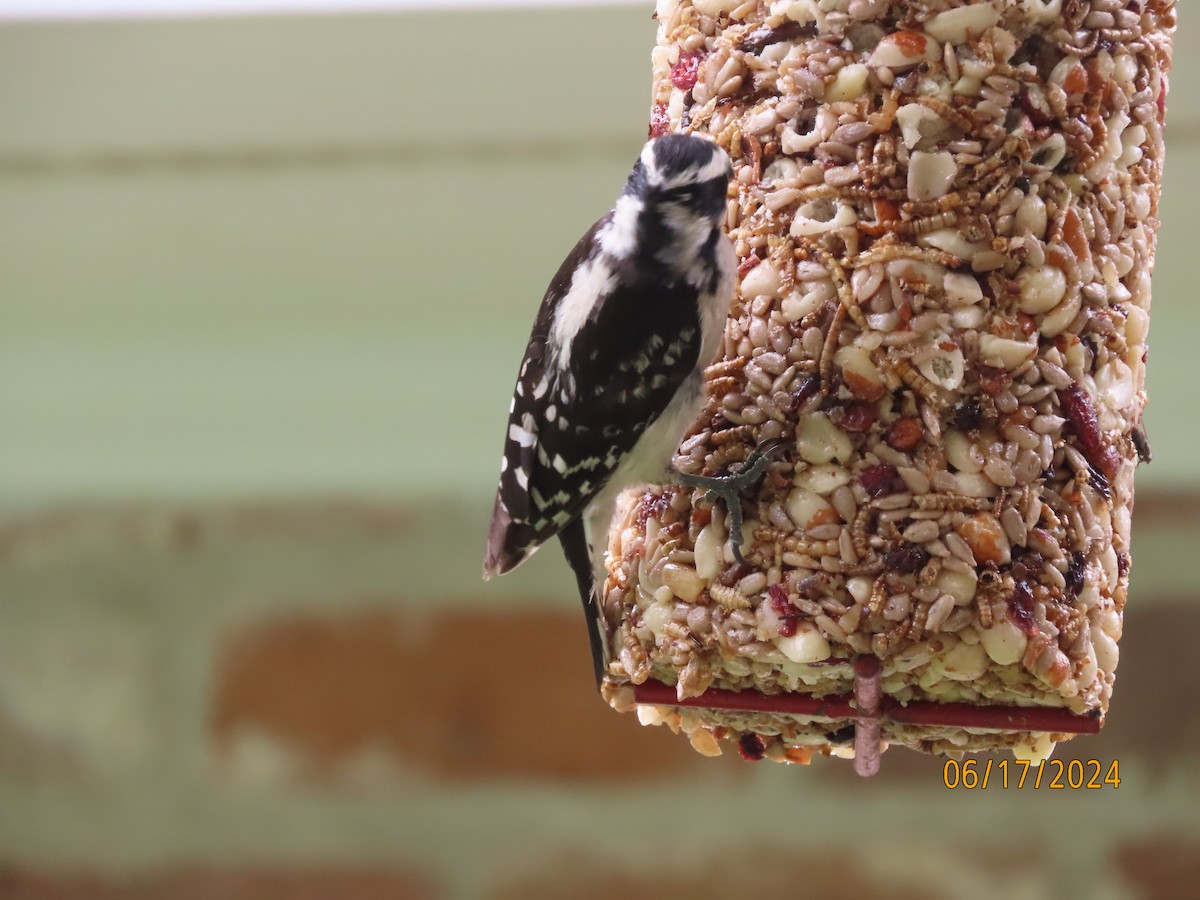 Downy Woodpecker - ML620549937