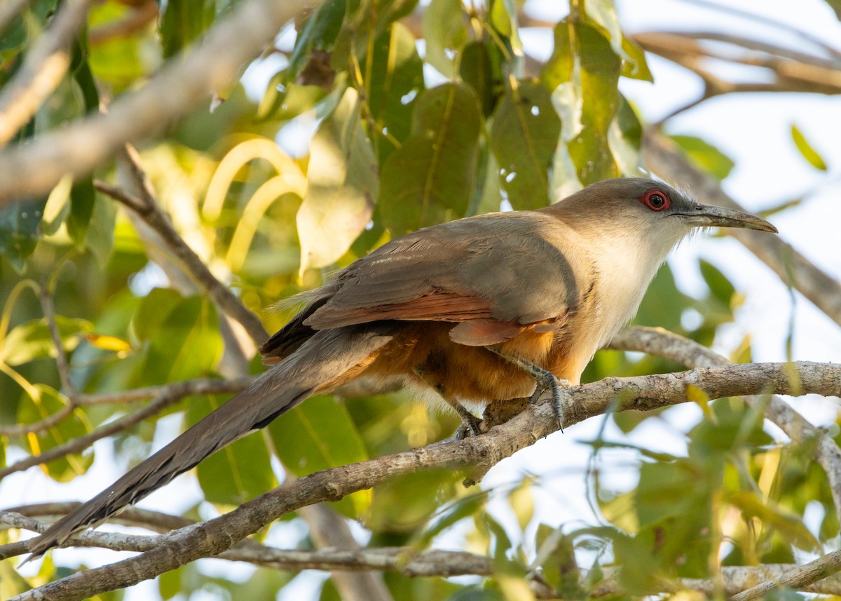 Great Lizard-Cuckoo (Cuban) - ML620549940
