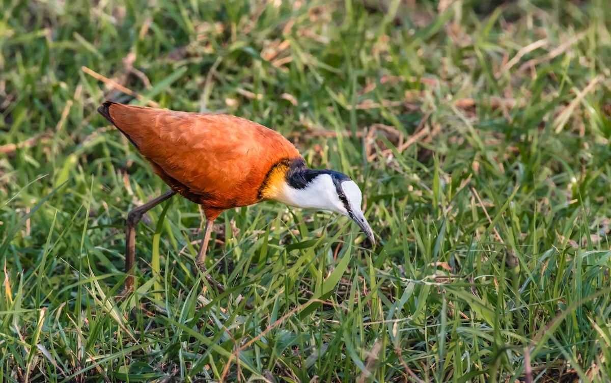 Jacana à poitrine dorée - ML620549946