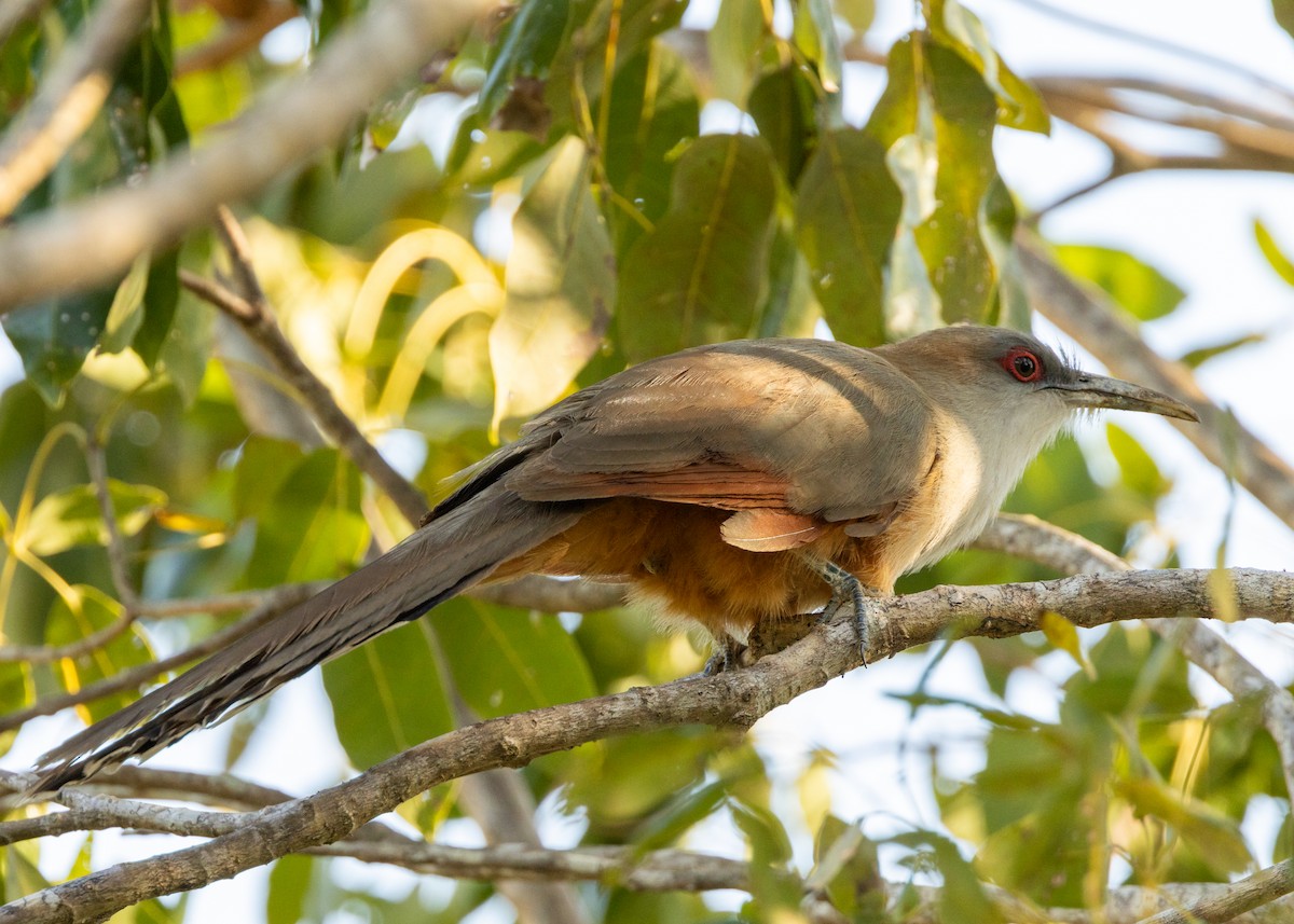 Great Lizard-Cuckoo (Cuban) - ML620549947
