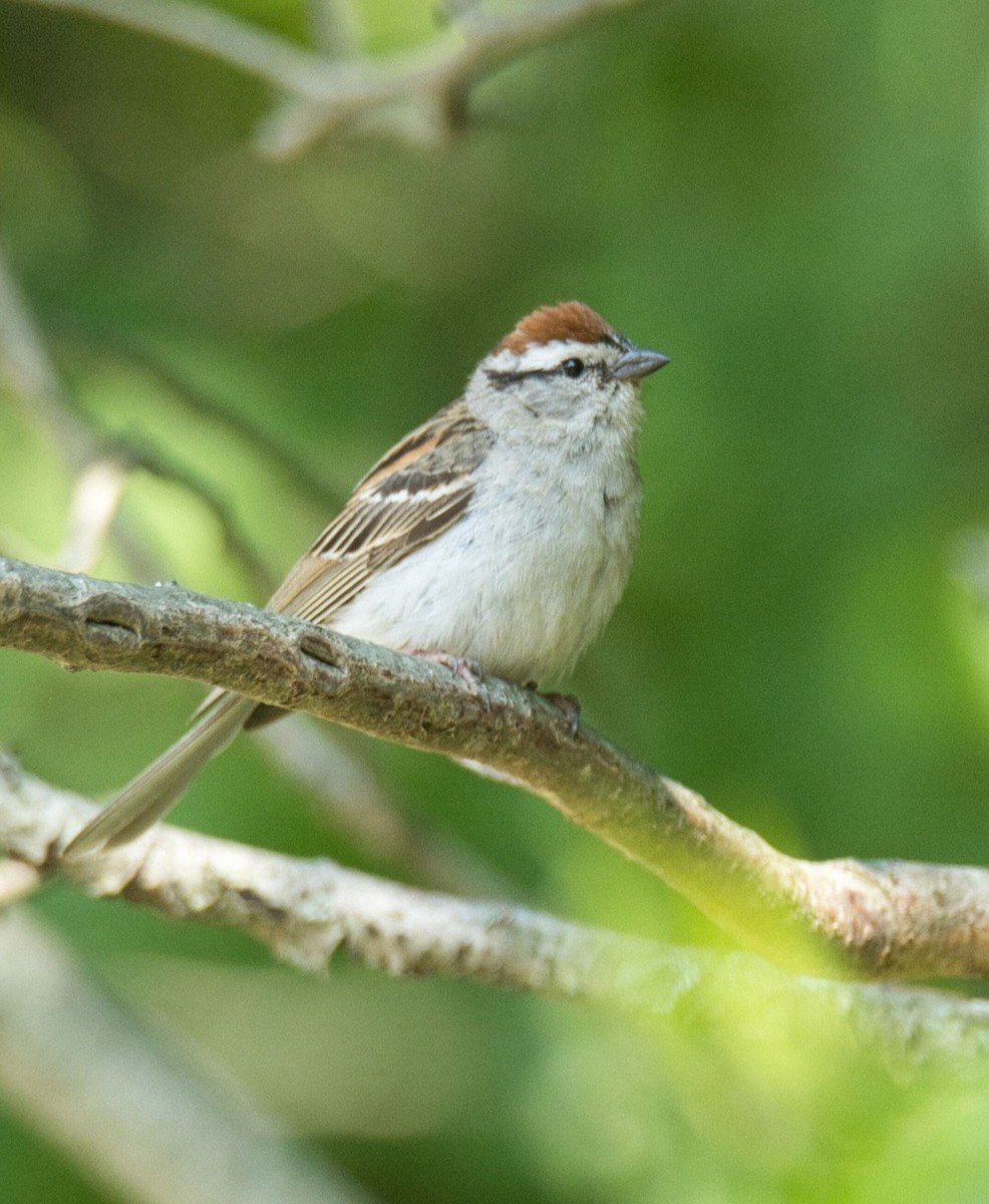 Chipping Sparrow - ML620549948