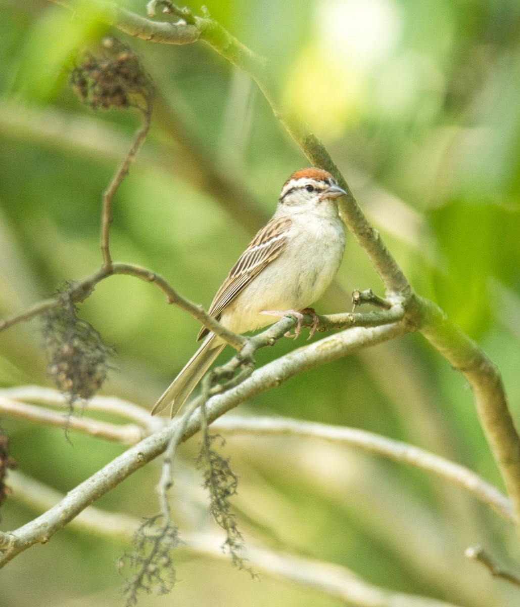 Chipping Sparrow - ML620549949