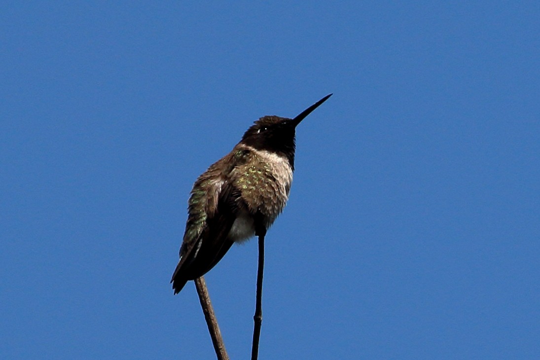 Black-chinned Hummingbird - ML620549951