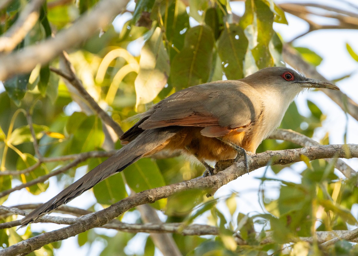 Great Lizard-Cuckoo (Cuban) - ML620549956