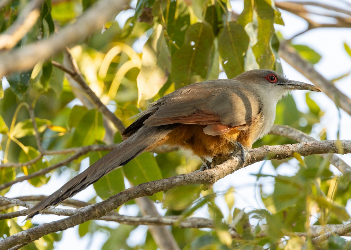 Great Lizard-Cuckoo (Cuban) - ML620549957