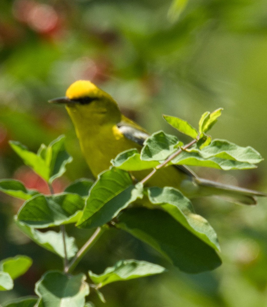 Blue-winged Warbler - ML620549968