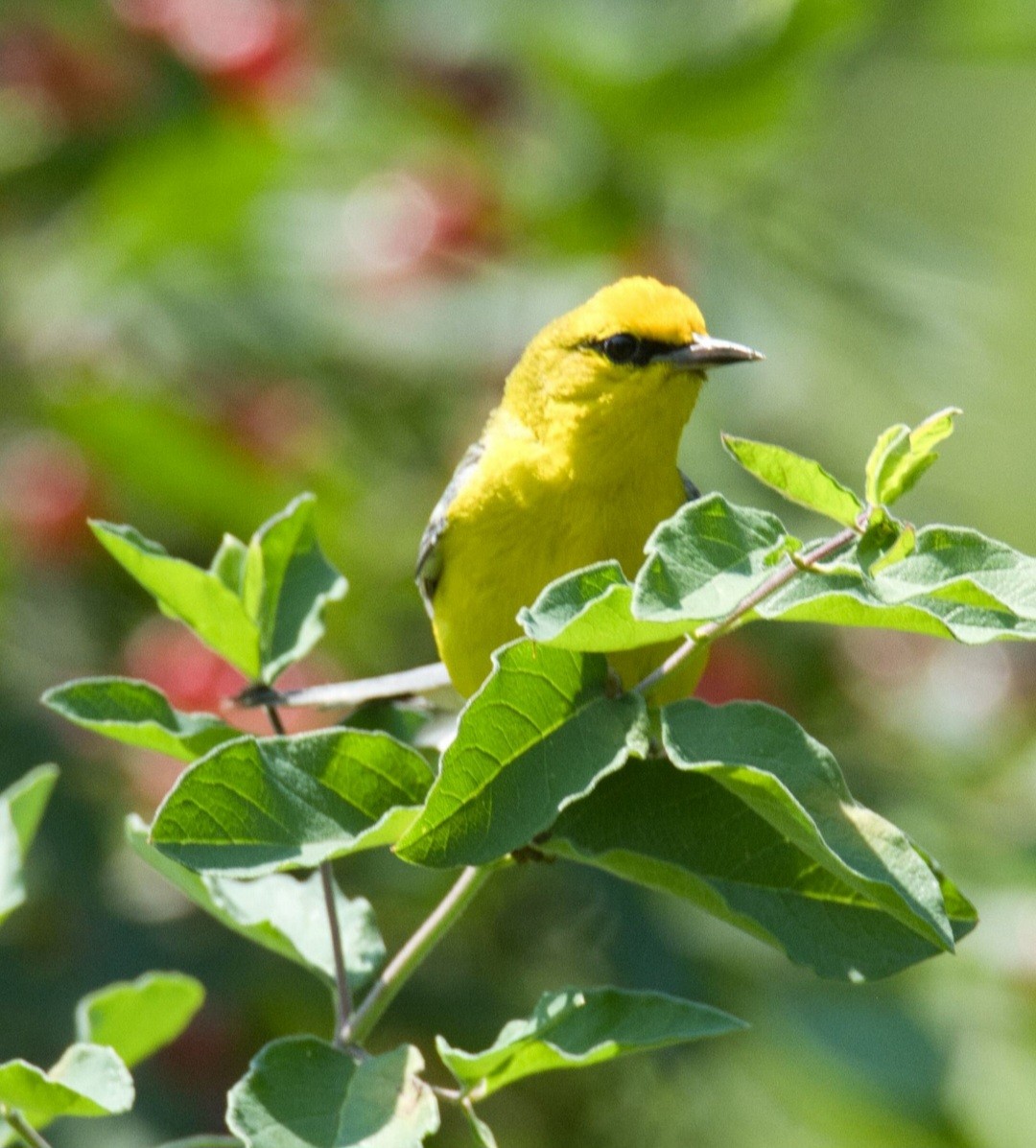 Blue-winged Warbler - Knarr Dan