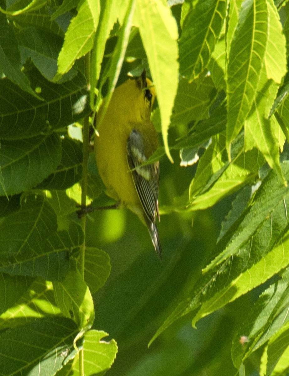 Blue-winged Warbler - ML620549970