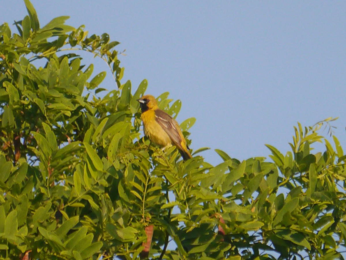 Orchard Oriole - ML620549975