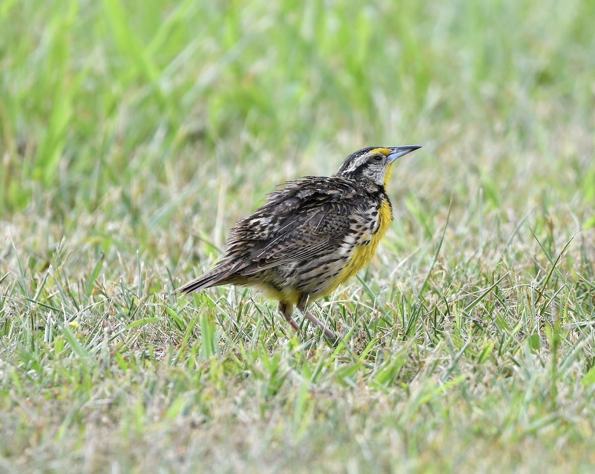 Eastern Meadowlark - ML620549976