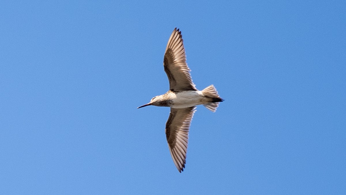 Broad-billed Sandpiper - ML620549982