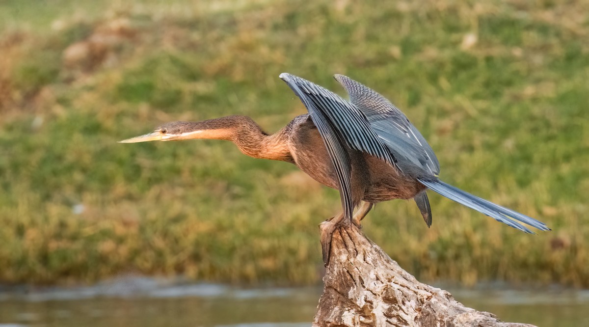 Anhinga d'Afrique - ML620549983