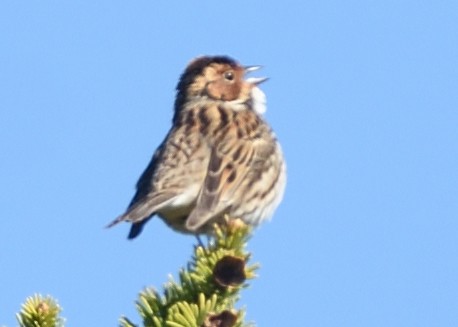 Little Bunting - ML620549984