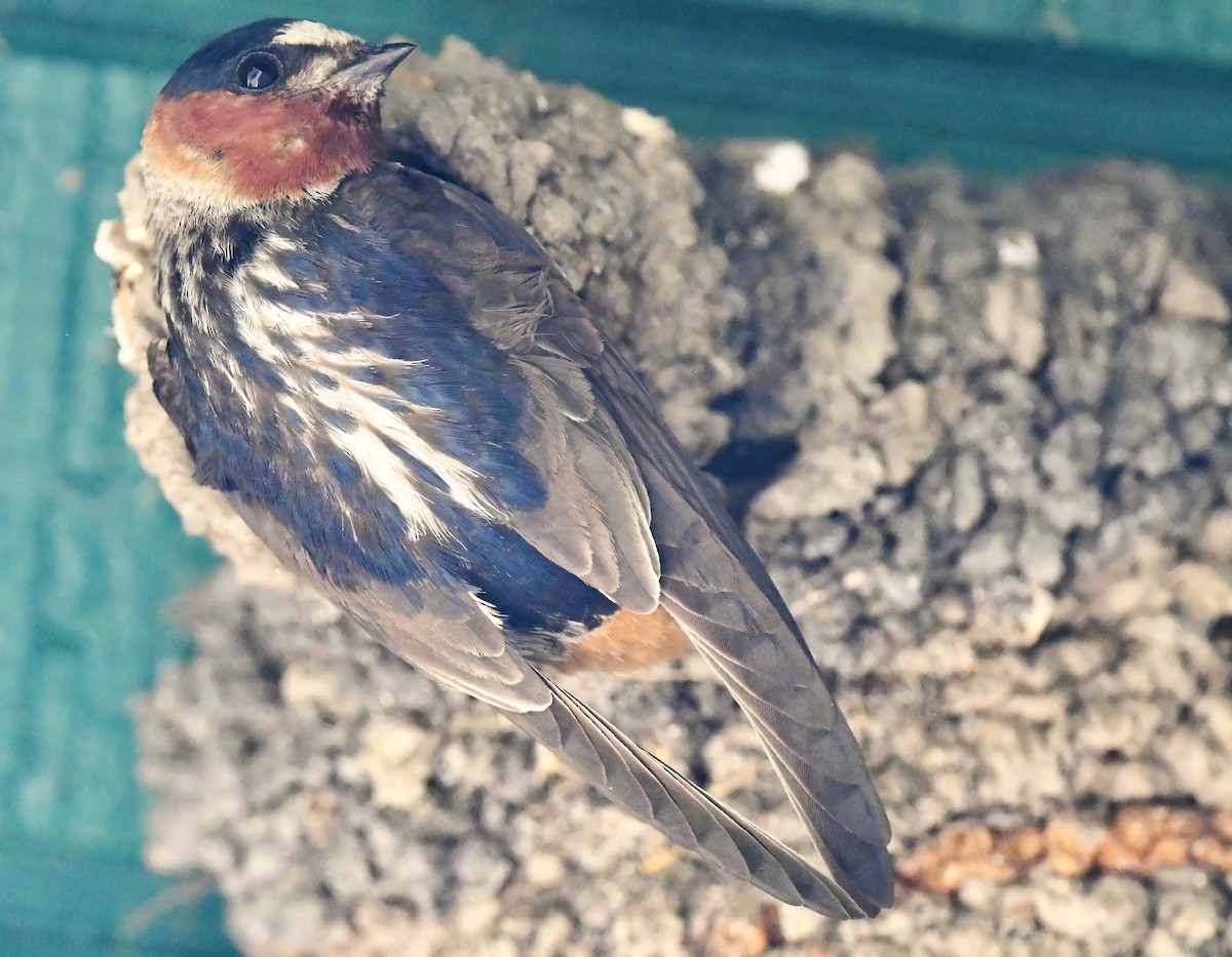 Cliff Swallow - ML620549990