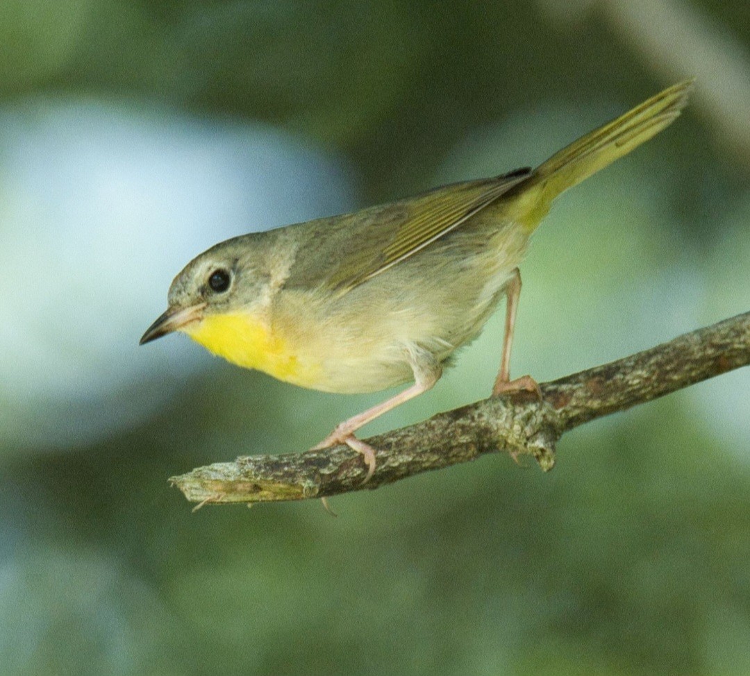 Common Yellowthroat - ML620549994