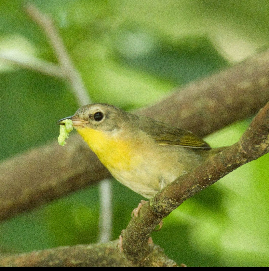 Common Yellowthroat - ML620549998